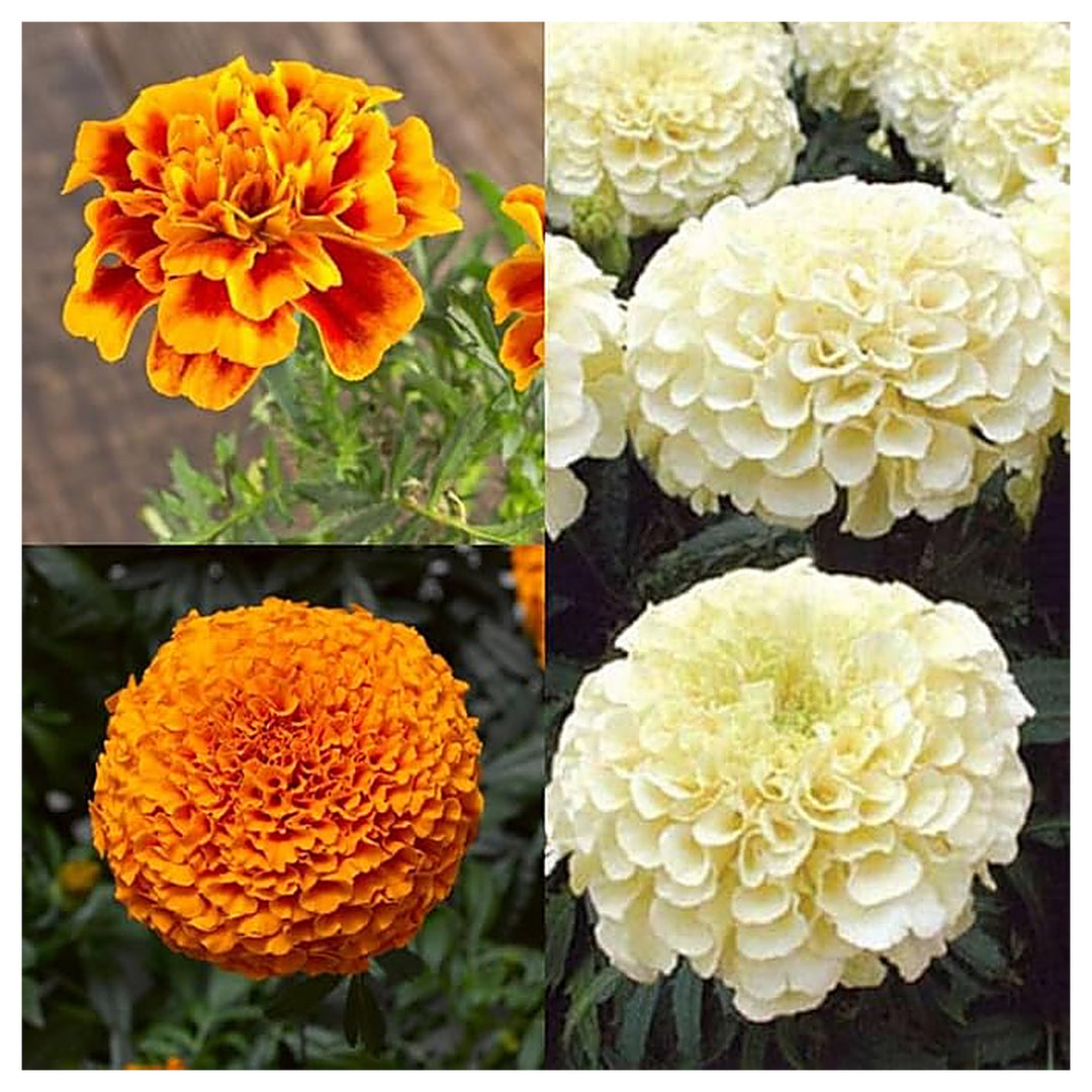 Heirloom Multi-Color Marigold Flower Seeds – Non-GMO, High Germination Organic Garden Seeds for Planting | Neera Seeds product photo [neera-v4-b161ad89bb2d3c2f0f96]