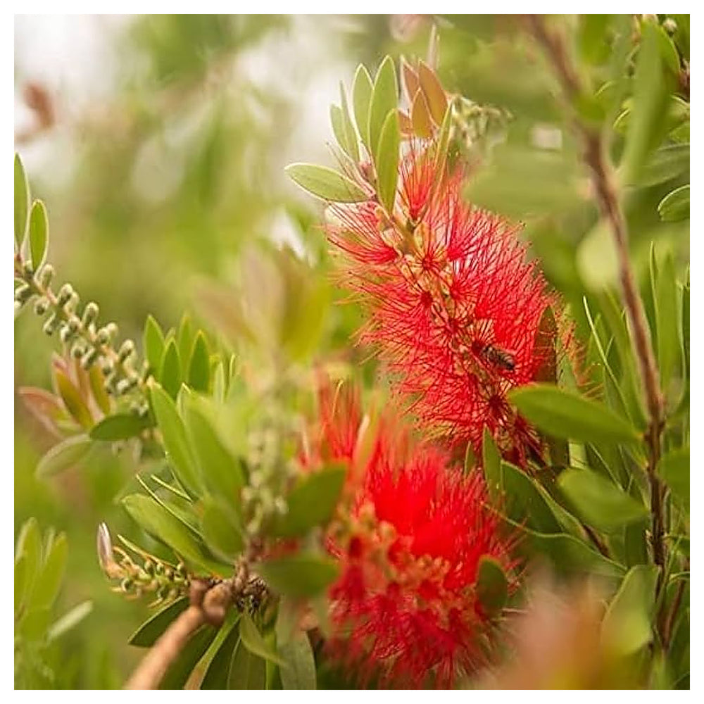 Red Callistemon Plant Seeds – Vibrant Flowering Shrub Seeds for Home Garden | Neera Seeds product photo [neera-v4-b16a16b71ce4a325ddf0]