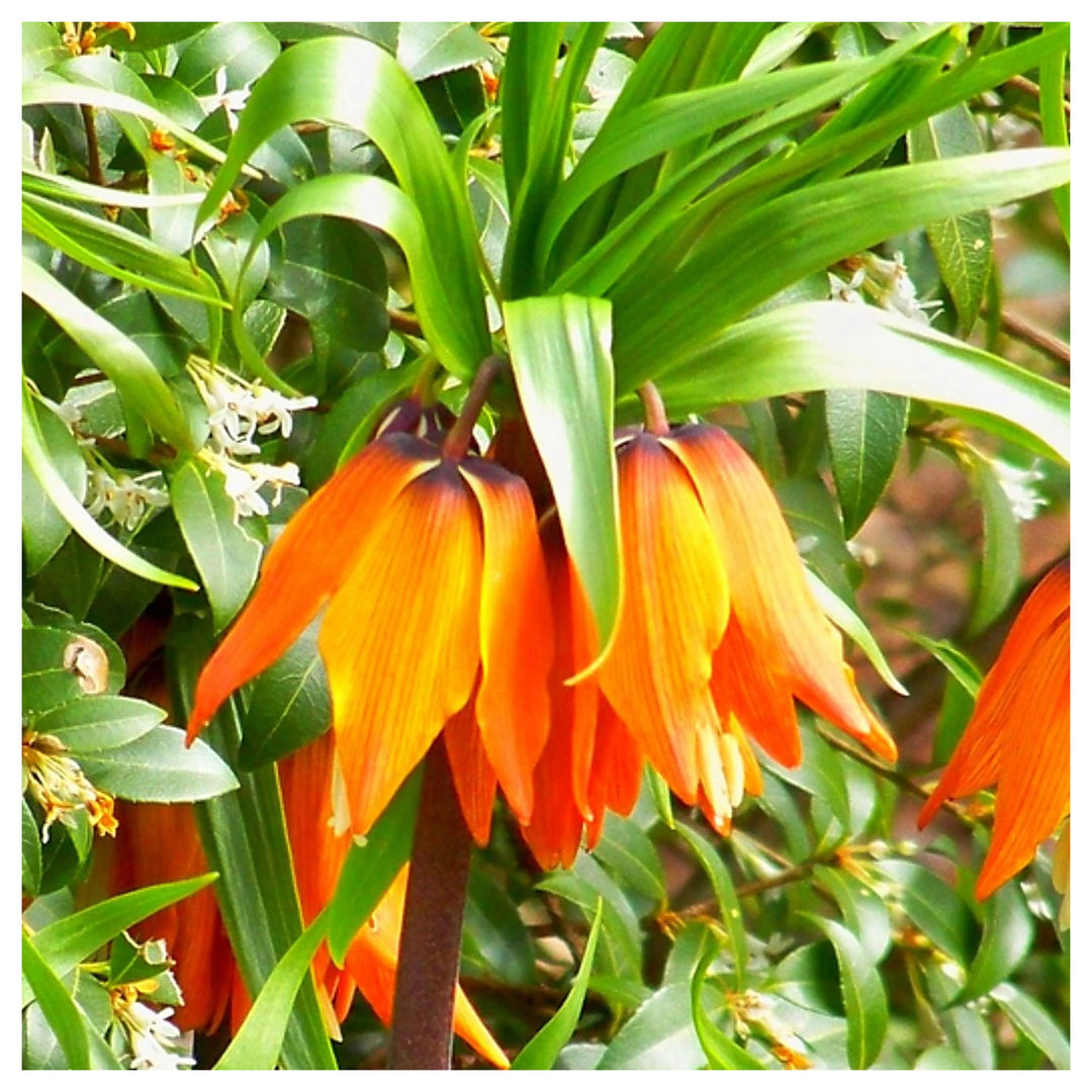 Fritillaria Imperialis Orange Flower Seeds for Planting – Heirloom, Non-GMO, Organic | Neera Seeds product photo [neera-v4-b174bb11b458796c36bd]