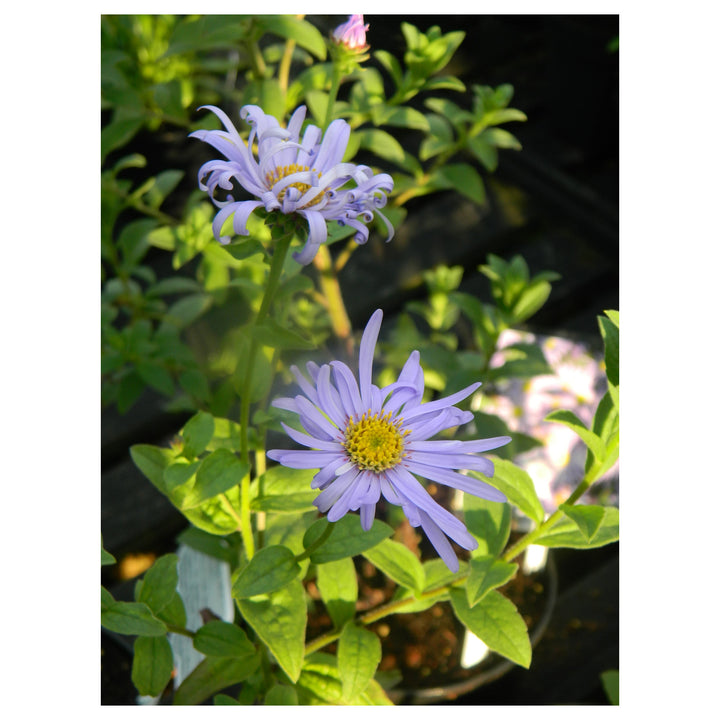 Organic Heirloom Non-GMO Blue Frikartii Seeds for Planting – Garden Aster Blooms | Neera Seeds product photo [neera-v4-b179cdb69637853f6afd]
