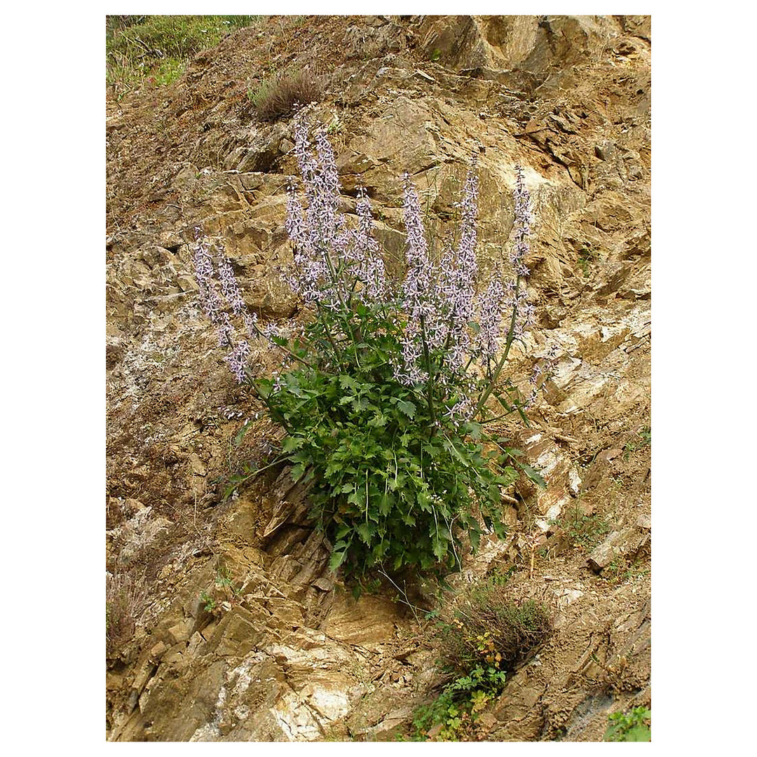 Blue Petromarula Pinnata Plant Seeds for Planting - Heirloom Non-GMO High Germination Organic Garden Seeds | Neera Seeds product photo [neera-v4-b194d36a019bdab122a7]