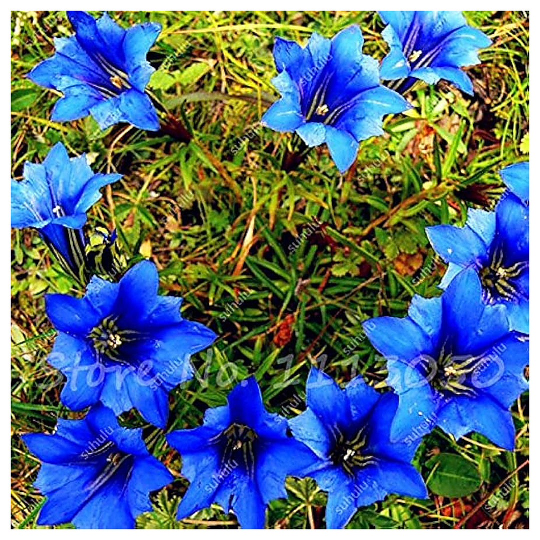 Blue High Quality Bonsai Plants Largeleaf Gentian Perennial Flower Blooming Gardens Flower | Neera Seeds product photo [neera-v4-b1a4099cbea906354e9e]