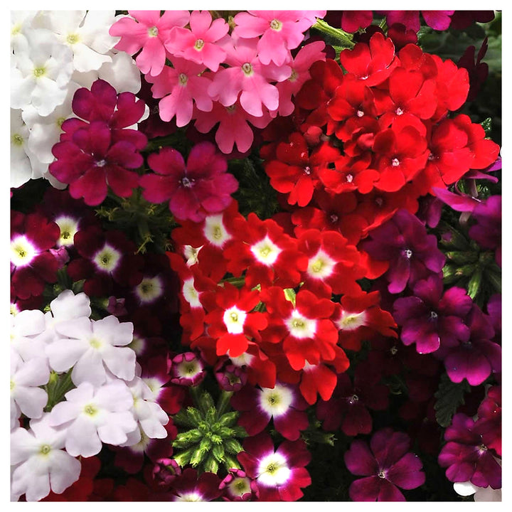 Mixed Verbena Flower Seeds for Planting – Heirloom &amp; Non-GMO Blooms for Borders, Hanging Baskets &amp; Pollinator Garde | Neera Seeds product photo [neera-v4-b1aecafe078d83759b15]