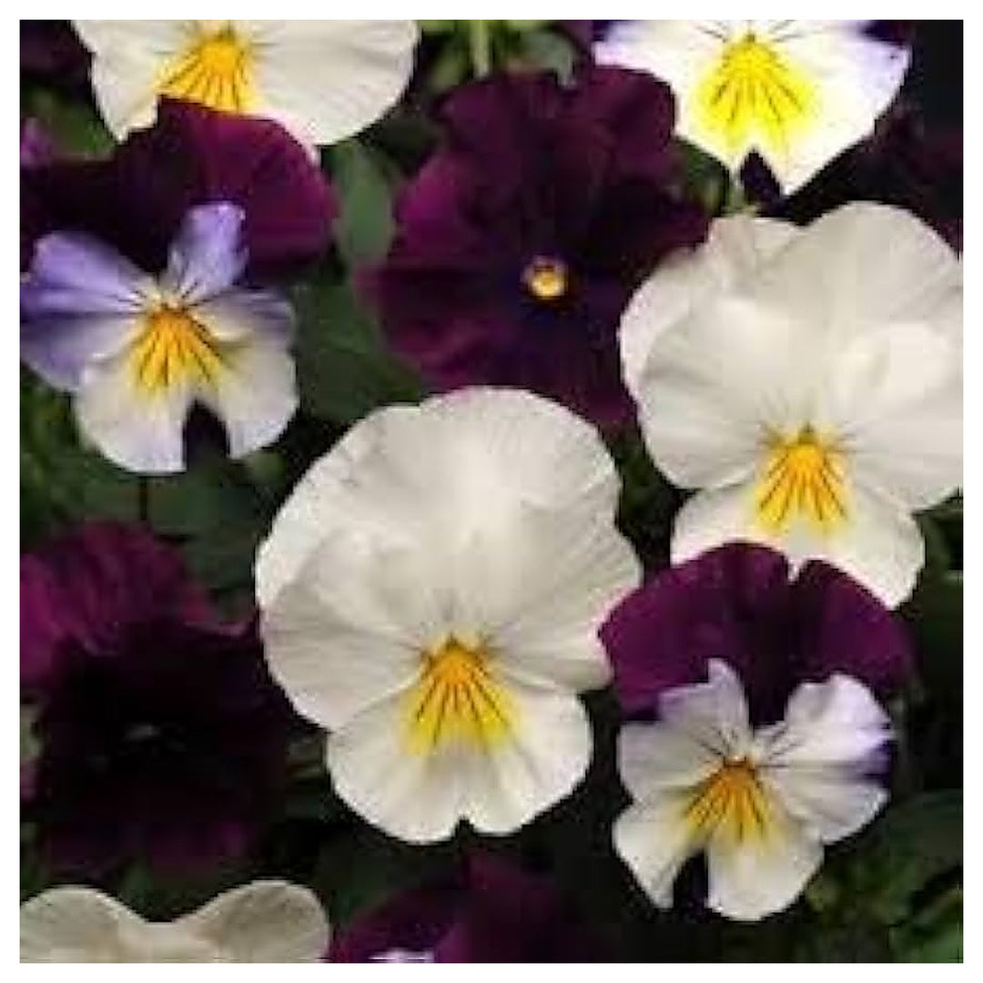Heirloom Non-GMO Cream Purple Pansy Flower Seeds – Organic Garden Seeds for Planting – High Germination | Neera Seeds product photo [neera-v4-b1c04a9939925bc73e12]