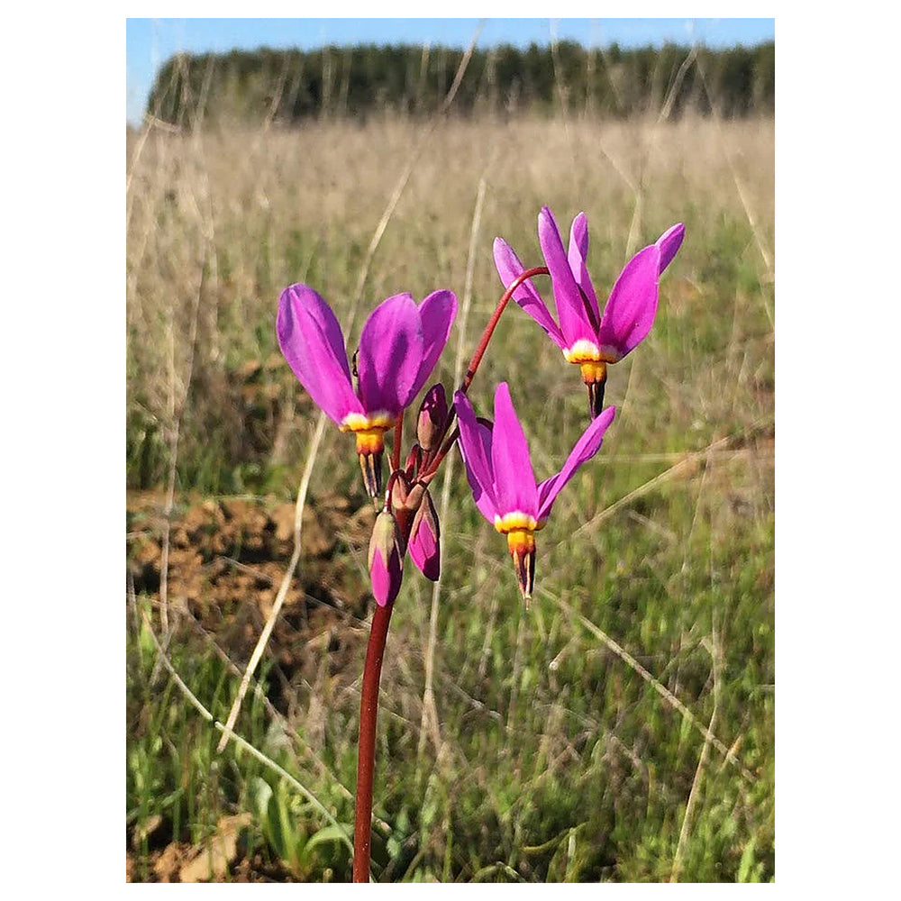 Pink Midland Shooting Flower Seeds for Planting | Heirloom Non-GMO High Germination Organic Garden Seeds | Neera Seeds product photo [neera-v4-b1c297bd453737969a9e]