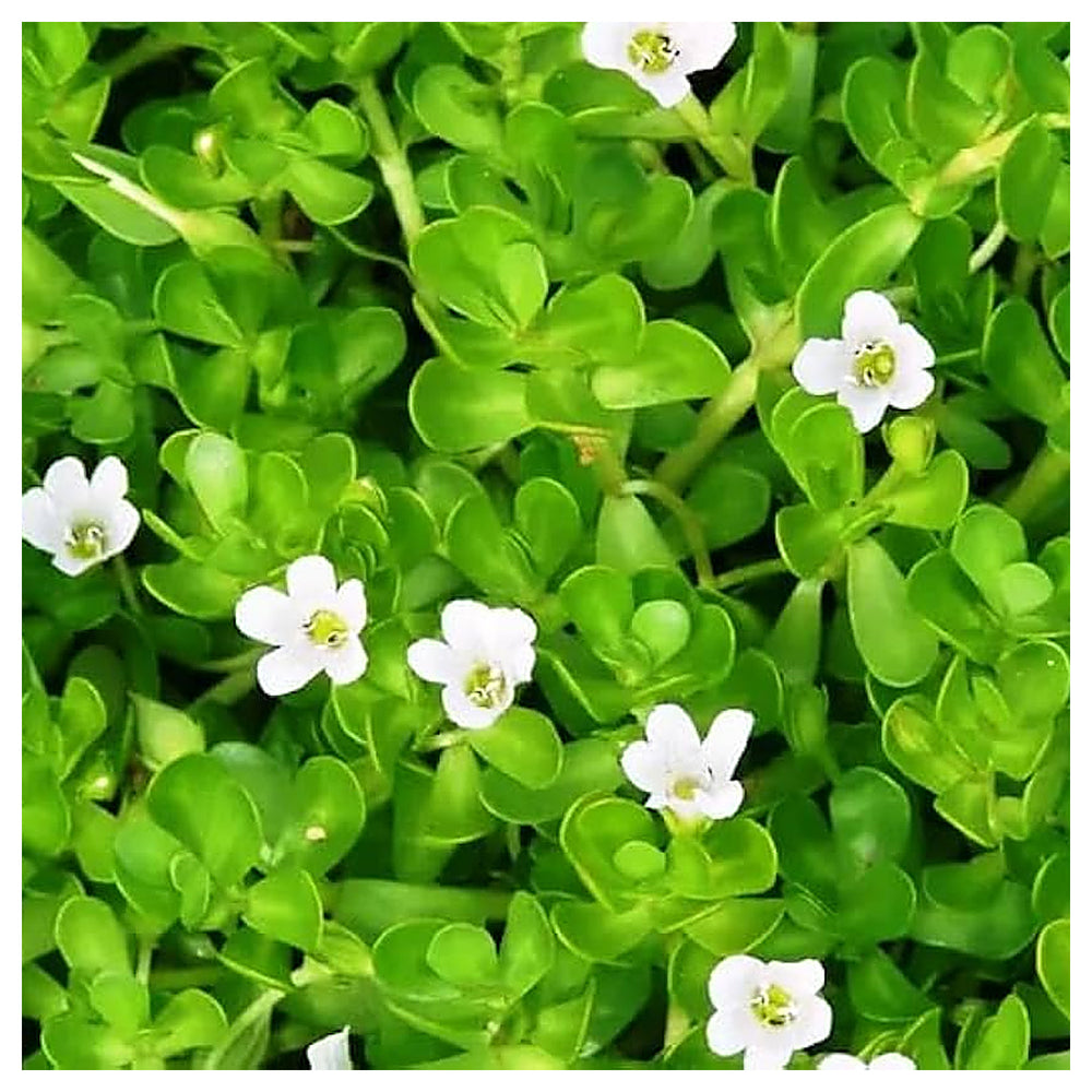 Heirloom Non-GMO White Bacopa Plant Seeds for Trailing Garden and Hanging Basket Planting | Neera Seeds product photo [neera-v4-b1c57713c46c50838800]