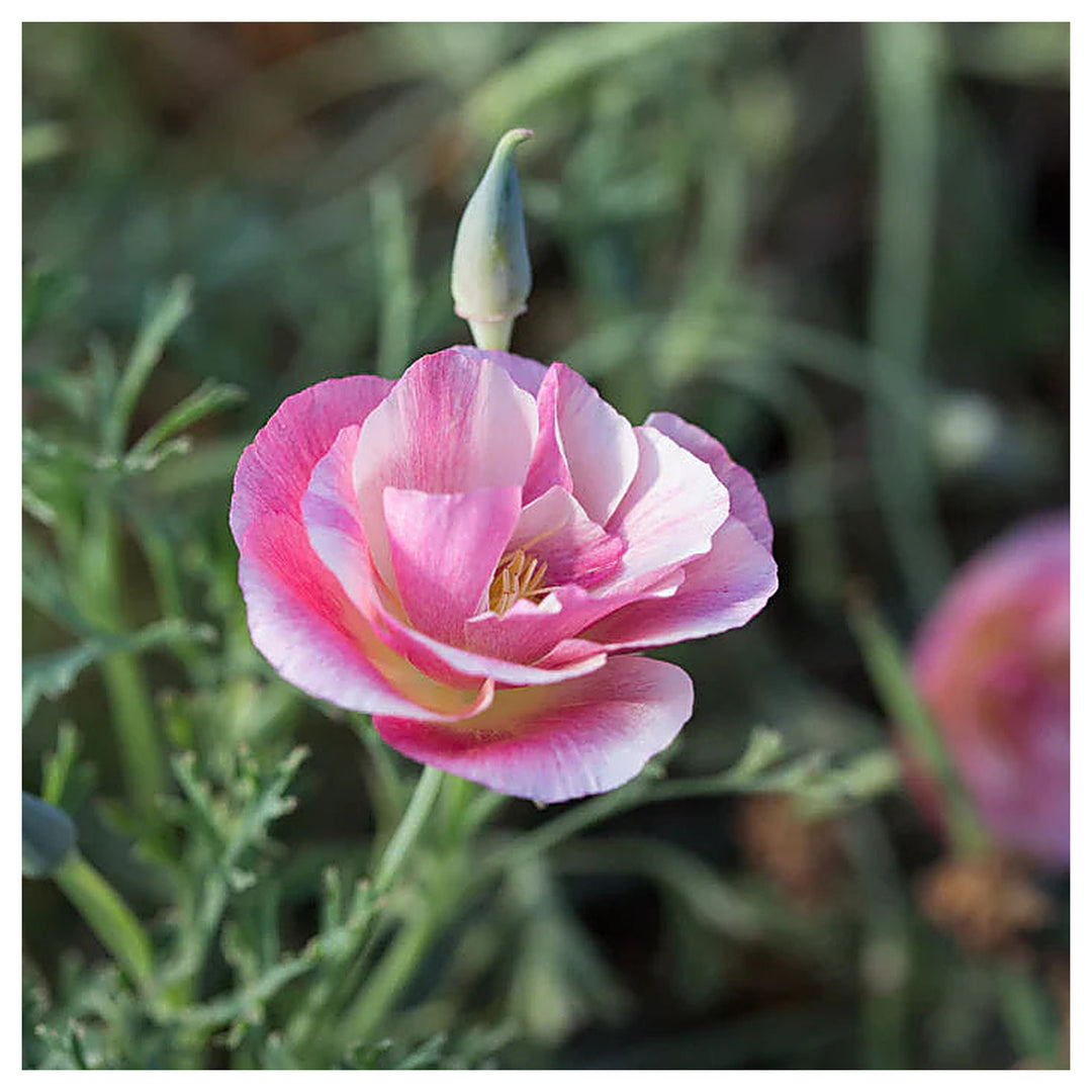 Poppy Eschscholzia Californica Thai Sill California Flower For Planting Potted Bloom For Balcony | Neera Seeds product photo [neera-v4-b1de4586eae2288a8968]