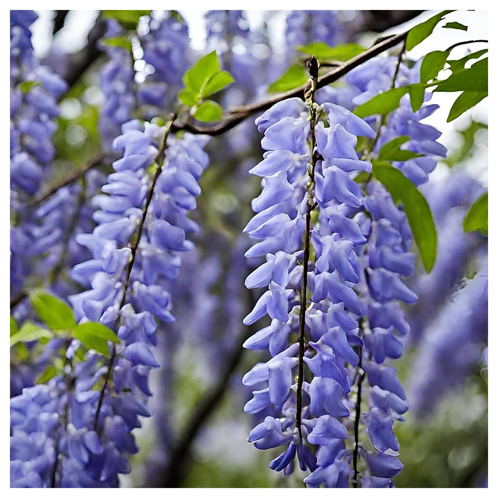 American Wisteria Flower Seeds for Planting – Heirloom, Non-GMO, High Germination Wisteria frutescens Seeds | Neera Seeds product photo [neera-v4-b1edce34e4c49974e170]