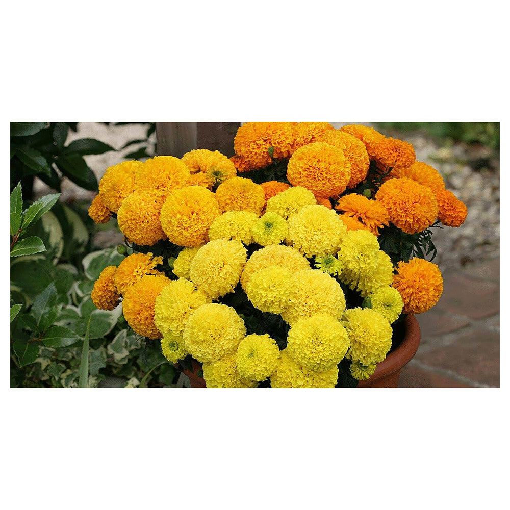 Heirloom Marigold Flower Seeds for Planting 100 pcs | Neera Seeds product photo [neera-v4-b209b67ac00ed1d2f6a4]