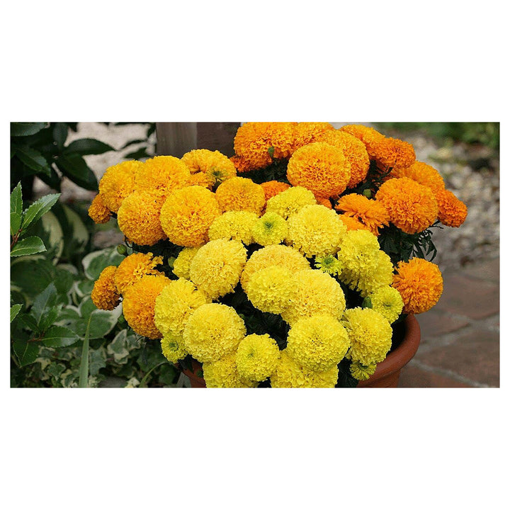 Heirloom Marigold Flower Seeds for Planting 100 pcs | Neera Seeds product photo [neera-v4-b209b67ac00ed1d2f6a4]