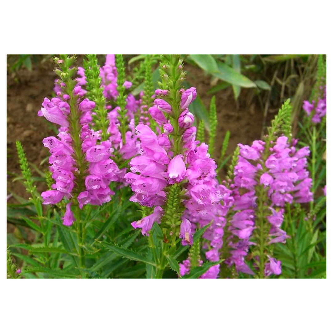 Pink Physostegia Flower Seeds for Planting – Heirloom Non-GMO, High Germination Organic Garden Seeds for Vibrant Bl | Neera Seeds product photo [neera-v4-b20ade2137da1c1036a2]