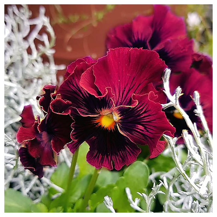 Organic Burgundy Pansy Flower Seeds for Planting – Heirloom, Non-GMO Garden Seeds | Neera Seeds product photo [neera-v4-b20d0115ca778ac151a6]