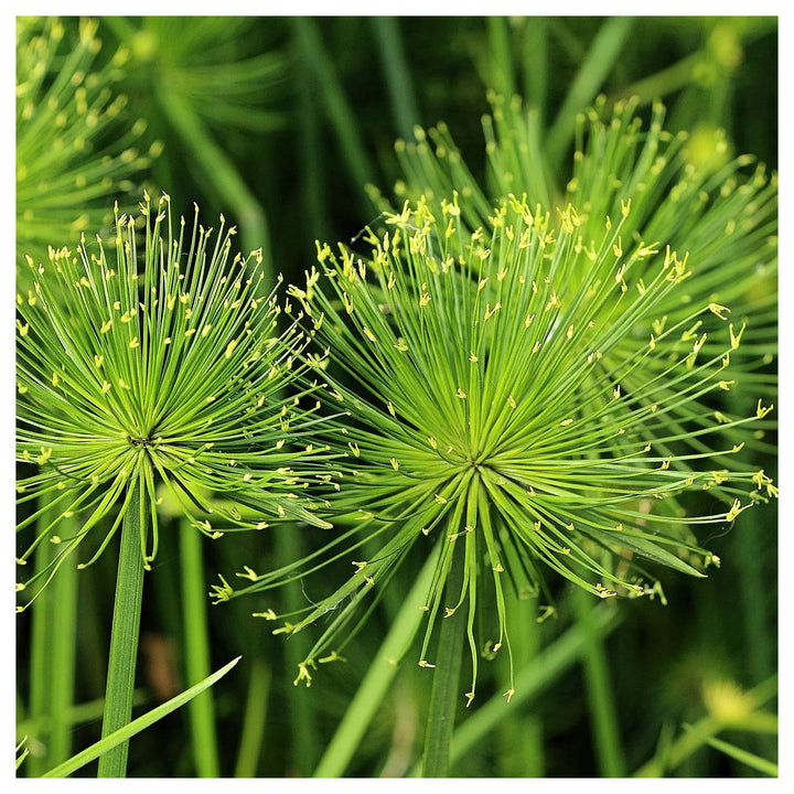 Heirloom Non-GMO Green Cyperus Papyrus Flower Seeds for Ornamental Water Garden Planting | Neera Seeds product photo [neera-v4-b20e24d984f1e8de8aef]