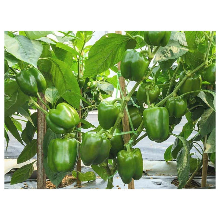 Capsicum Seeds for Gardening – 100 pcs Heirloom, Non-GMO, High Germination Organic Garden Vegetable Seeds | Neera Seeds product photo [neera-v4-b229491e5cca0f95a2e0]