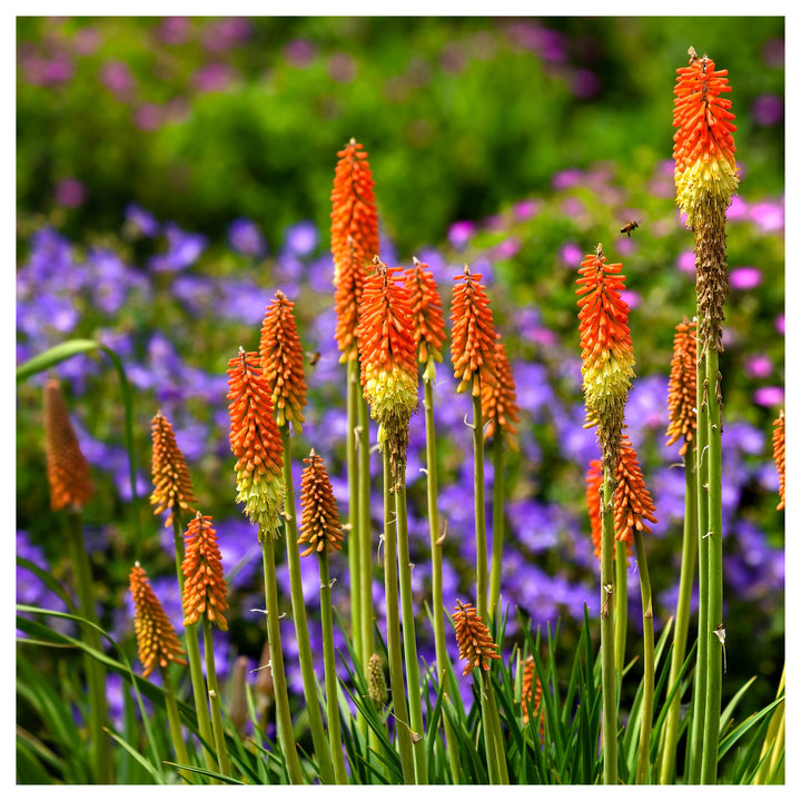 Organic Heirloom Uvaria Flower Seeds for Planting – Red Non-GMO Tropical Blooms with High Germination | Neera Seeds product photo [neera-v4-b2497a897d9e4d64dc2e]