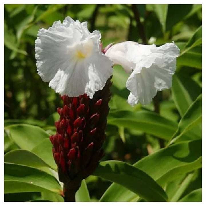 Heirloom Non-GMO Costus Flower Seeds for Planting – Tropical Ornamental Blooms | Neera Seeds product photo [neera-v4-b255303f9d8b07102a1e]
