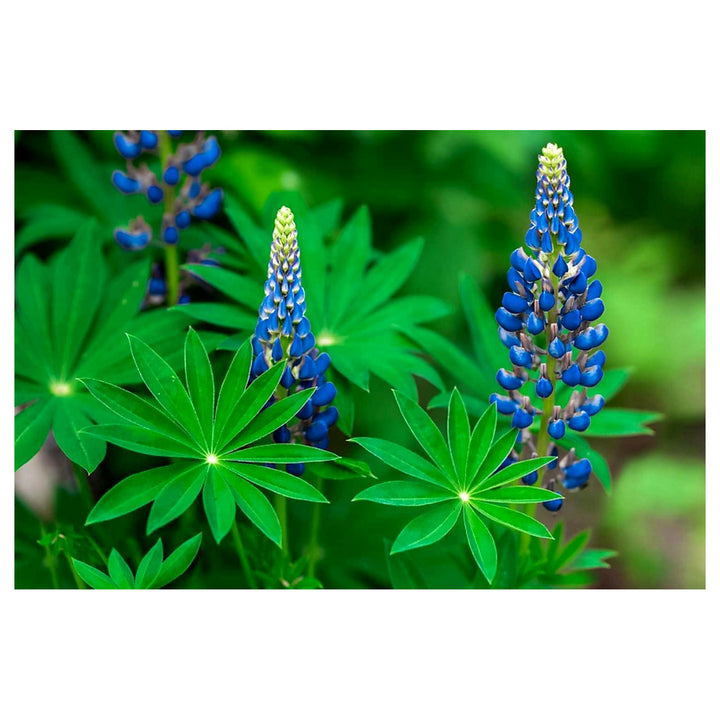 Heirloom Non-GMO Blue Lupine Flower Seeds for Pollinator Gardens and Vibrant Outdoor Planting | Neera Seeds product photo [neera-v4-b25585485ec954a9d5c3]