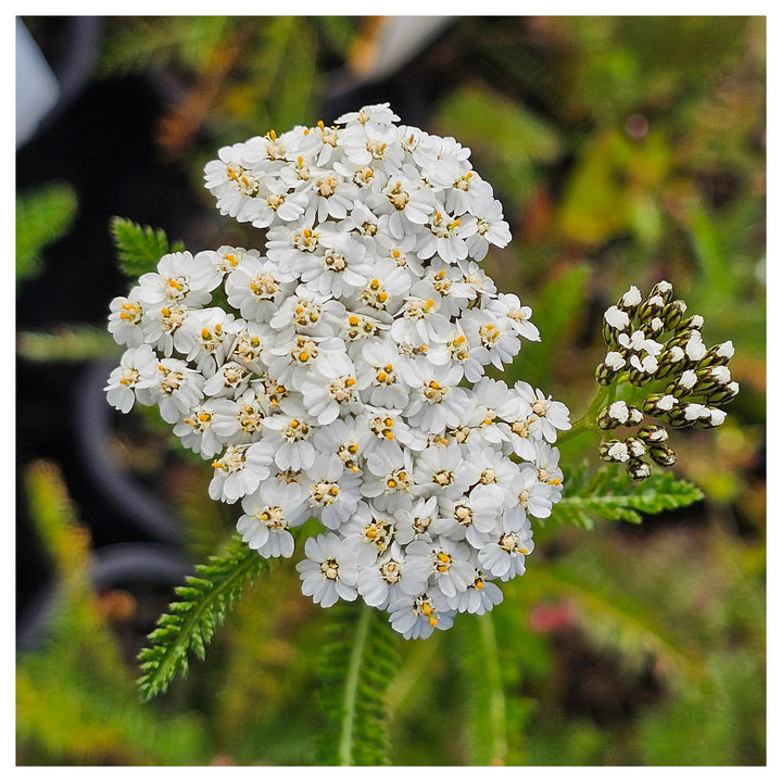 Achillea White Flower Seeds for Planting – Organic, Heirloom, Non-GMO Seeds | Neera Seeds product photo [neera-v4-b26b2785216e43cab288]