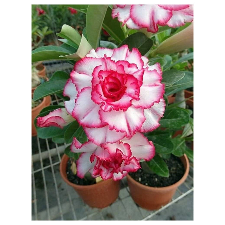 Pink White Adenium Obesum Flower Seeds for Planting – Non-GMO, Heirloom, High Germination Organic Garden Seeds | Neera Seeds product photo [neera-v4-b283b13395b0208e9db2]