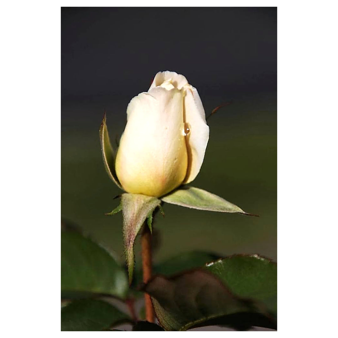 Cream Dragon Rose Plant Seeds for Planting Non-GMO Heirloom Garden Seeds for Your Garden | Neera Seeds product photo [neera-v4-b284891f159d547c8ede]