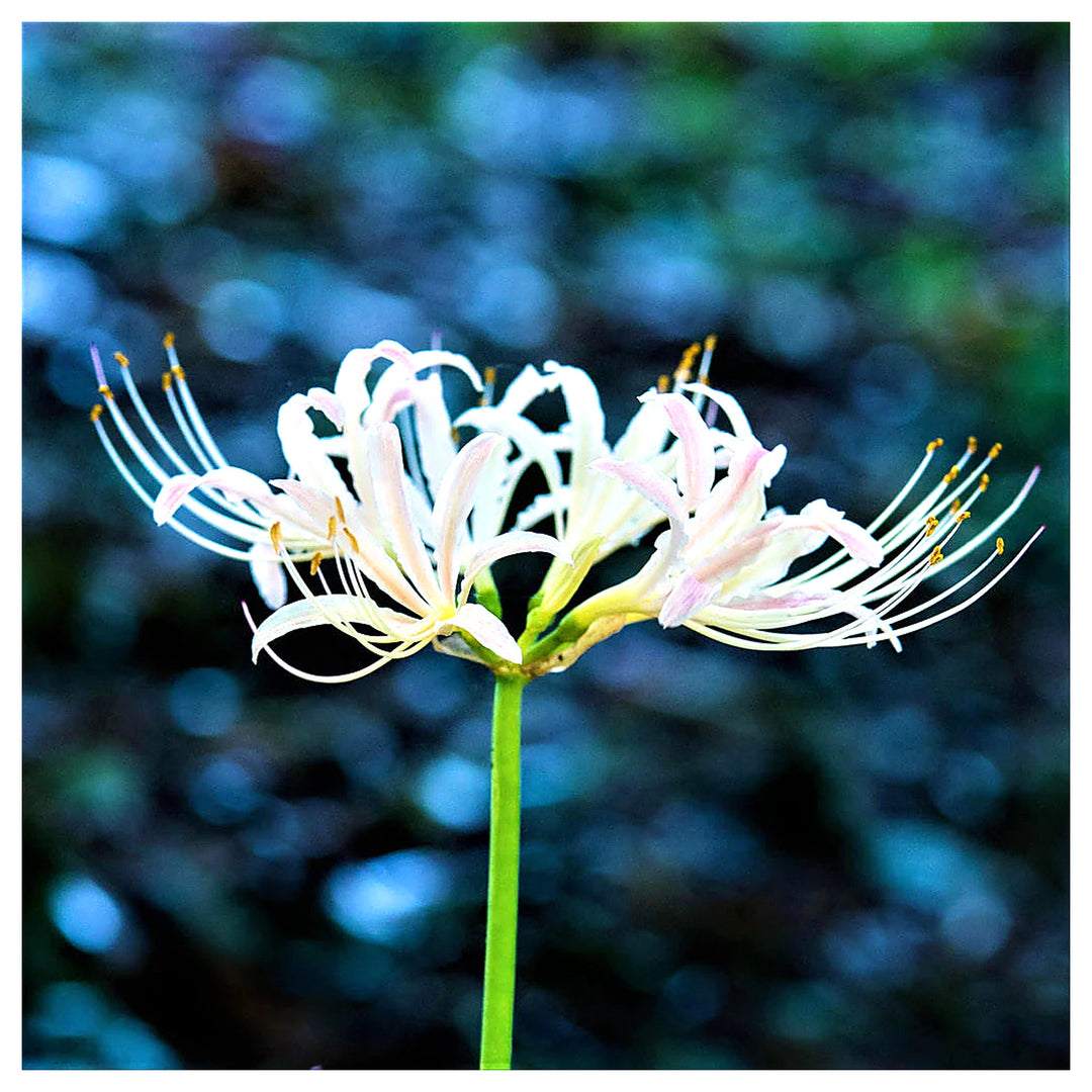 Lycoris Radiata White Seeds – Organic, Heirloom, Non-GMO Flower Seeds for Planting | Neera Seeds product photo [neera-v4-b292db2f8bdc6ab81fe6]