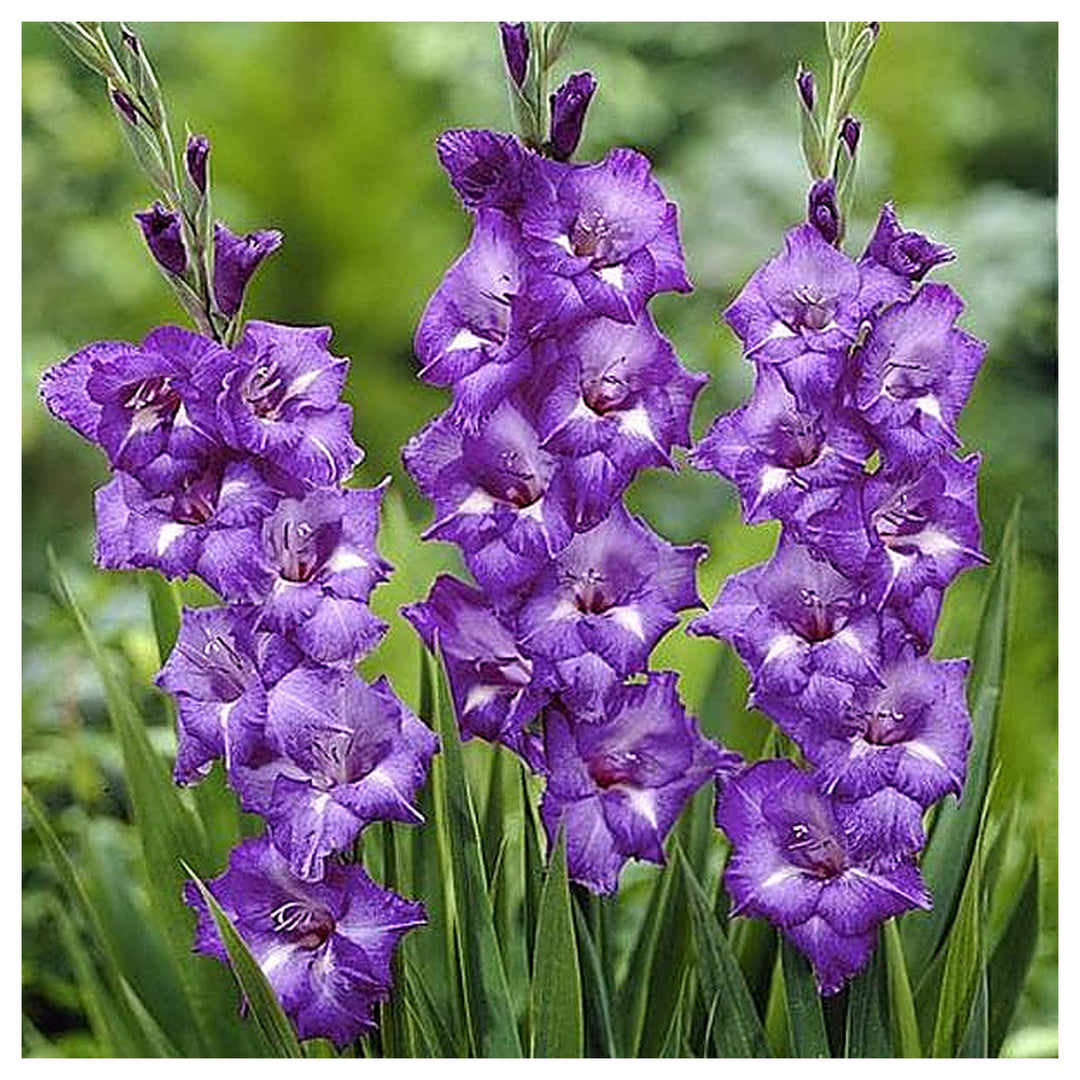 Blue Gladiolus Flower Seeds for Planting – Heirloom, Non-GMO, High Germination Organic Garden Seeds | Neera Seeds product photo [neera-v4-b2b8c5bca6db84988534]