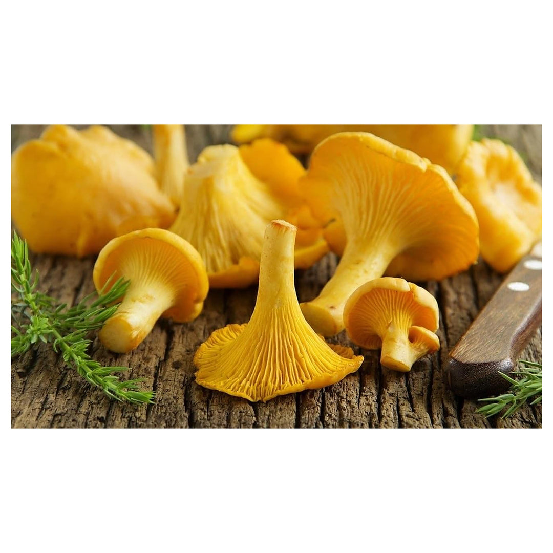 Chanterelle Mushroom Spawn for Planting – Heirloom, Non-GMO, High Germination, Organic Garden Spores | Neera Seeds product photo [neera-v4-b2c4091bc63d152e1636]