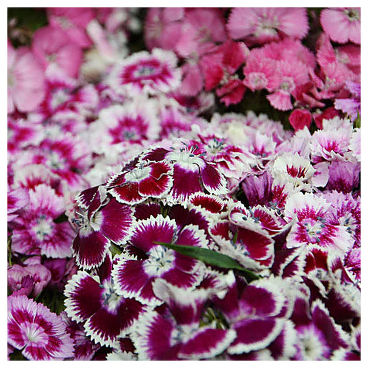 Heirloom Non-GMO White Violet Dianthus Flower Seeds for Dual-Tone Garden Displays and Fragrant Planting | Neera Seeds product photo [neera-v4-b2d1686069f7e7ec8e16]