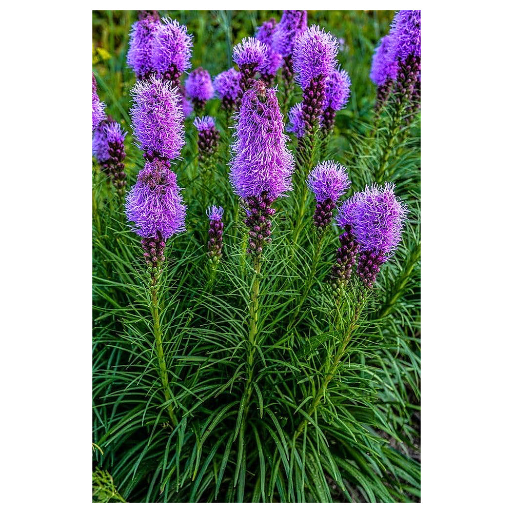 Lavender Liatris Flower Seeds for Planting – Heirloom Non-GMO Organic Garden Seeds, High Germination | Neera Seeds product photo [neera-v4-b2d9fafca6706a972bee]