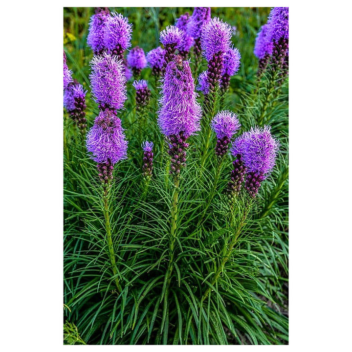 Lavender Liatris Flower Seeds for Planting – Heirloom Non-GMO Organic Garden Seeds, High Germination | Neera Seeds product photo [neera-v4-b2d9fafca6706a972bee]
