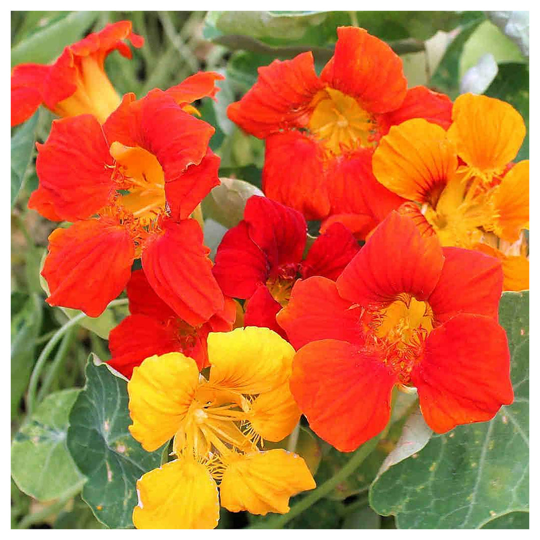 Nasturtium Lachs Tropaeolum Majus Planting Flower Bed Flower Seeds Home Garden | Neera Seeds product photo [neera-v4-b2dfcab6f1ded08a0043]