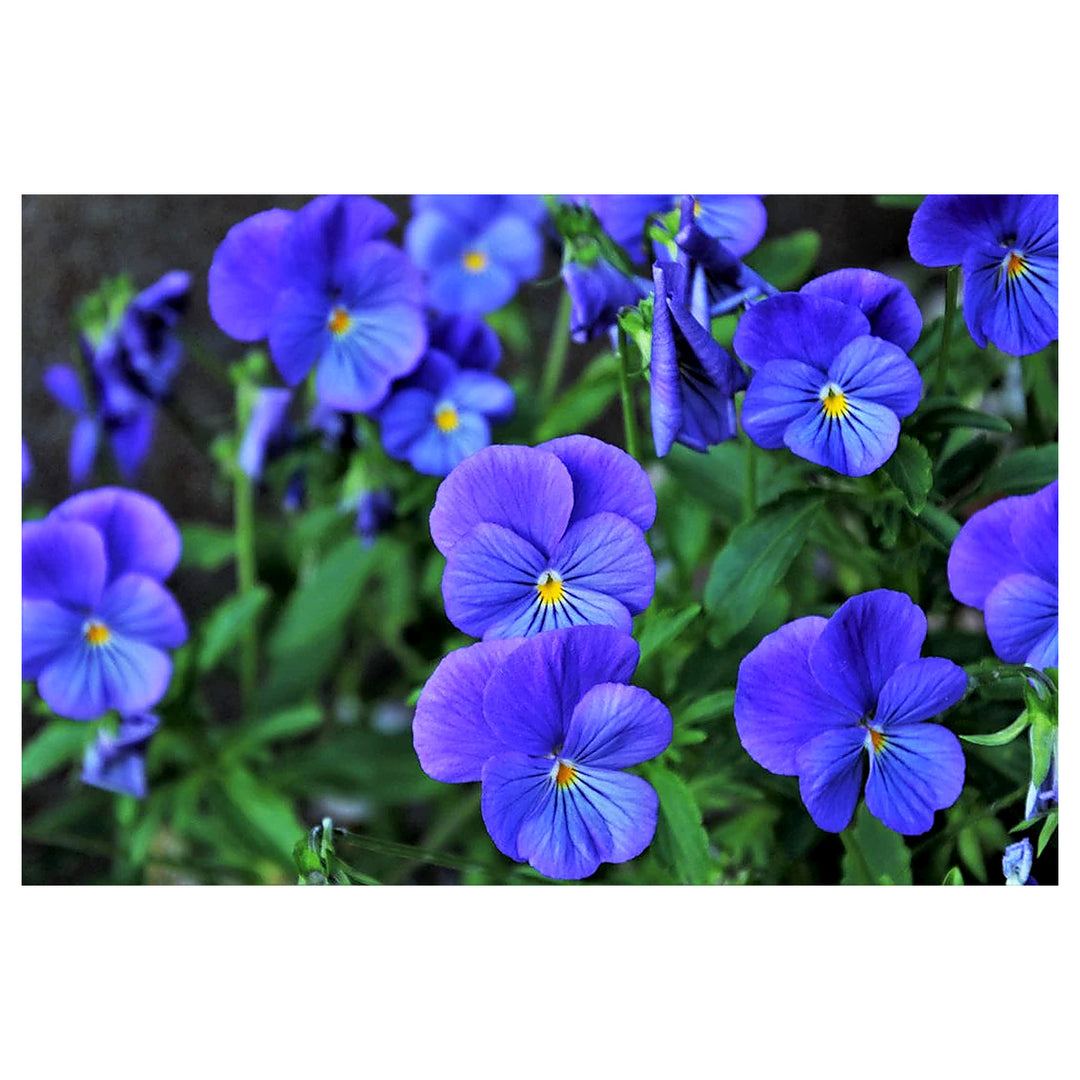 Pansy Blue Seeds for Planting – Organic Heirloom Non-GMO Flower Seeds | Neera Seeds product photo [neera-v4-b2e623e25a27d85e6327]