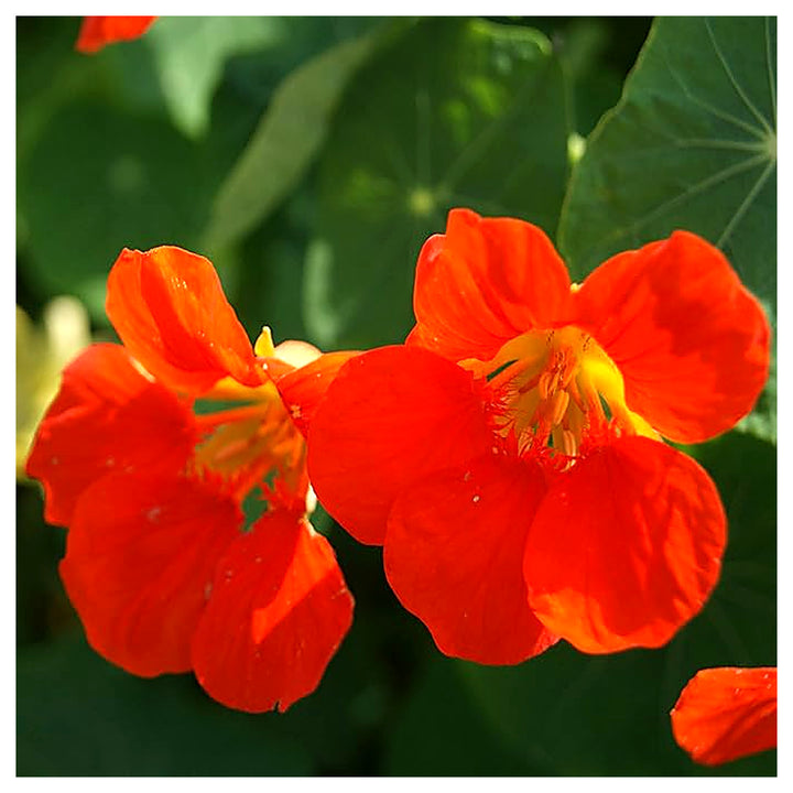 Organic Heirloom Non-GMO Orange Nasturtium Seeds for Planting – Bright Garden Blooms | Neera Seeds product photo [neera-v4-b2e6740d6f7632ef5be2]