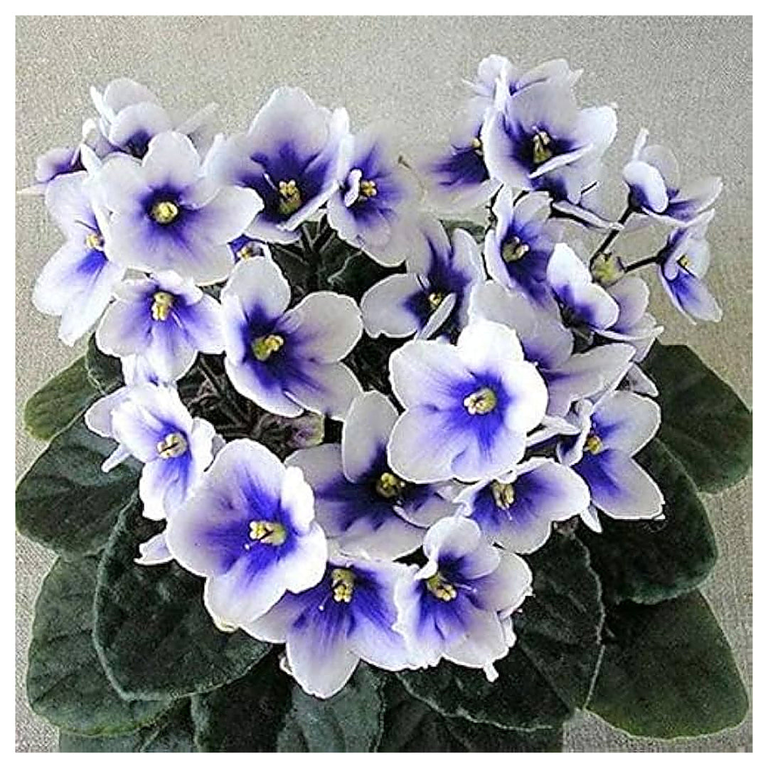 African Violet Flower Seeds for Planting – Heirloom Non-GMO, High Germination Organic Garden Seeds | Neera Seeds product photo [neera-v4-b2f61420f86e2f41b29f]