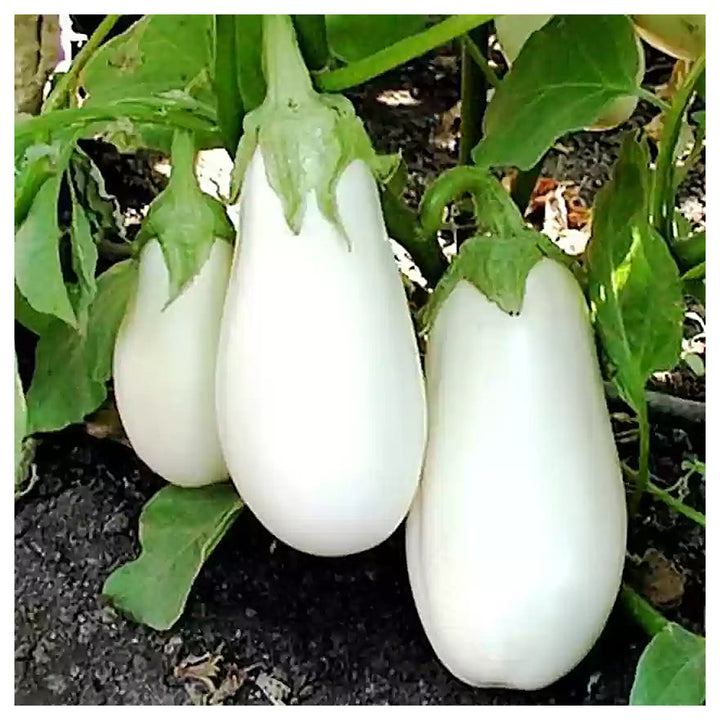 White Eggplant Seeds for Planting - Heirloom, Non-GMO, Rare Organic Garden Vegetable Seeds, High Germination | Neera Seeds product photo [neera-v4-b3086bb114ffd5982d24]