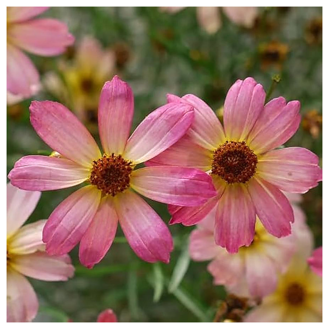 Pink Coreopsis Flower Seeds for Planting – Heirloom, Non-GMO, Organic Garden Seeds with High Germination | Neera Seeds product photo [neera-v4-b309797f421ad02b7c18]