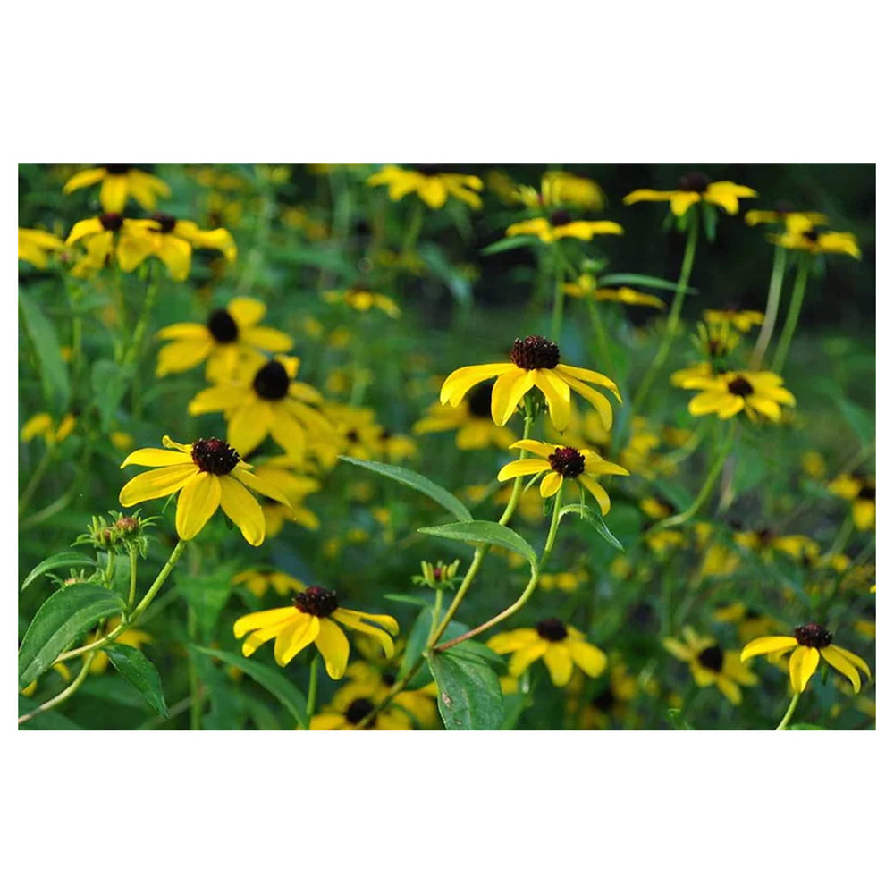 Yellow Rudbeckia Triloba Flower Seeds – Heirloom, Non-GMO Wildflower Seeds for Planting, High Germination Organic G | Neera Seeds product photo [neera-v4-b30b5fab775dd2cda080]
