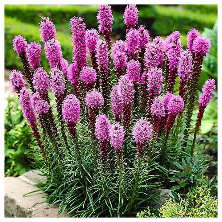 Lavender Liatris Flower Seeds for Planting – Heirloom Non-GMO Organic Garden Seeds, High Germination | Neera Seeds product photo [neera-v4-b3191d4c71e595a0632d]