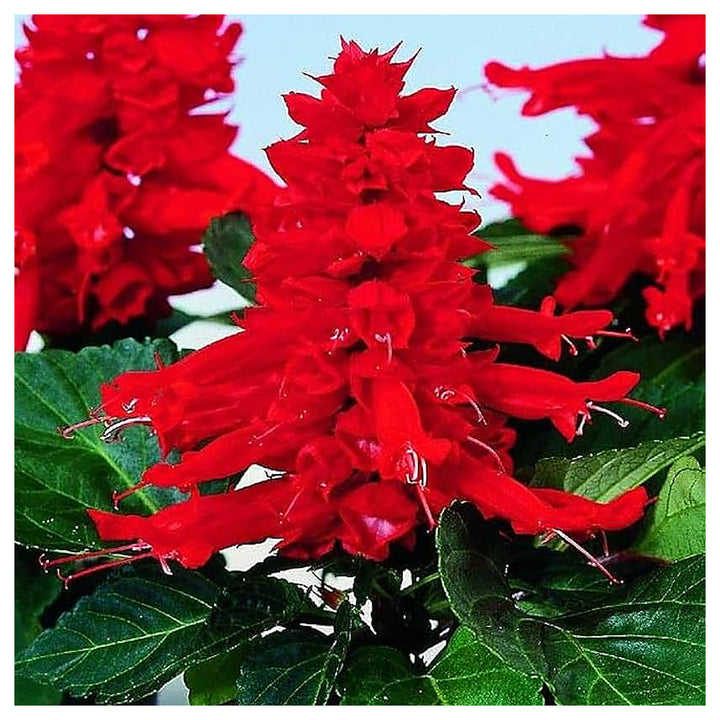 Heirloom Non-GMO Scarlet Sage Flower Seeds for Planting – Bright Pollinator-Friendly Garden Blooms | Neera Seeds product photo [neera-v4-b32498855d5d1c16f184]