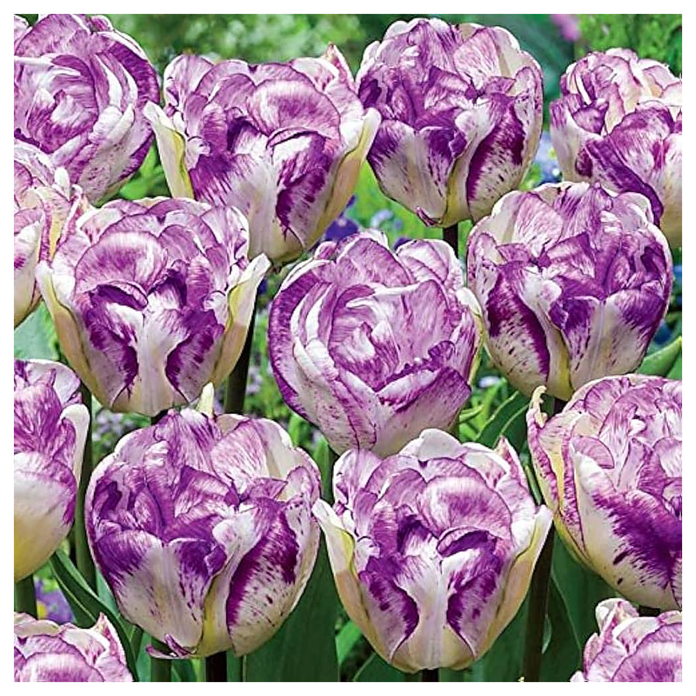 White Lavender Tulip Flower Seeds for Planting – Heirloom, Non-GMO, High Germination Garden Seeds | Neera Seeds product photo [neera-v4-b33812334287d6429d82]