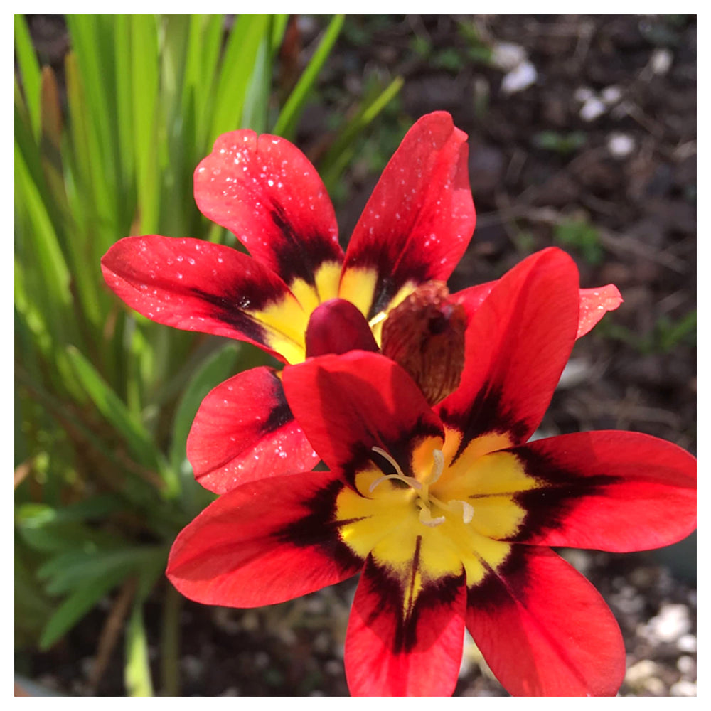 Heirloom Non-GMO Harlequin Flower Seeds for Planting – Colorful Ornamental Garden Blooms, High Germination | Neera Seeds product photo [neera-v4-b3611b52433c632bdc80]