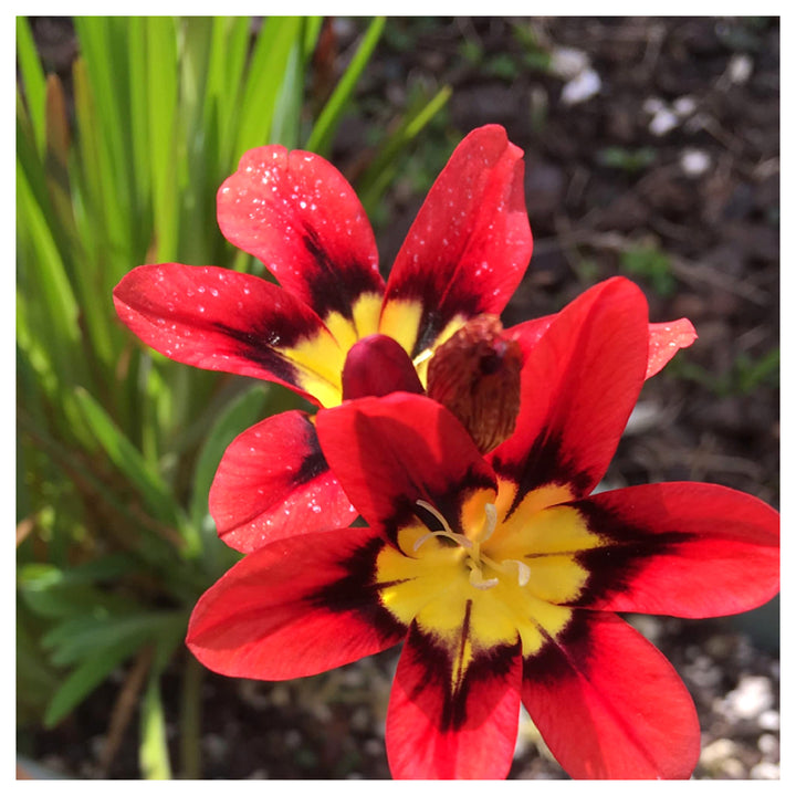 Heirloom Non-GMO Harlequin Flower Seeds for Planting – Colorful Ornamental Garden Blooms, High Germination | Neera Seeds product photo [neera-v4-b3611b52433c632bdc80]