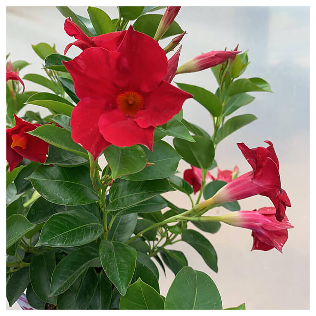 Heirloom Dipladenia Flower Seeds, Non-GMO Tropical Vining Blooms for Decorative Garden Planting | Neera Seeds product photo [neera-v4-b365707b903dcbfcb0f2]