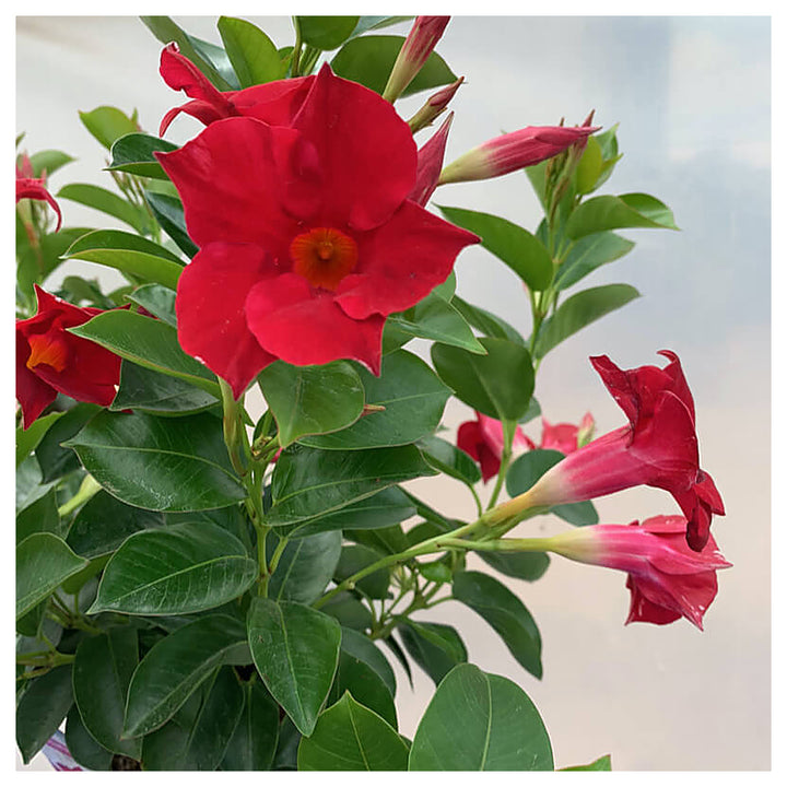 Heirloom Dipladenia Flower Seeds, Non-GMO Tropical Vining Blooms for Decorative Garden Planting | Neera Seeds product photo [neera-v4-b365707b903dcbfcb0f2]