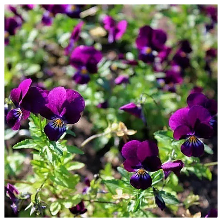 Viola Cornuta Flower Seeds for Planting – Heirloom &amp; Non-GMO Cool Season Blooming Seeds | Neera Seeds product photo [neera-v4-b366104e88a8409b238a]