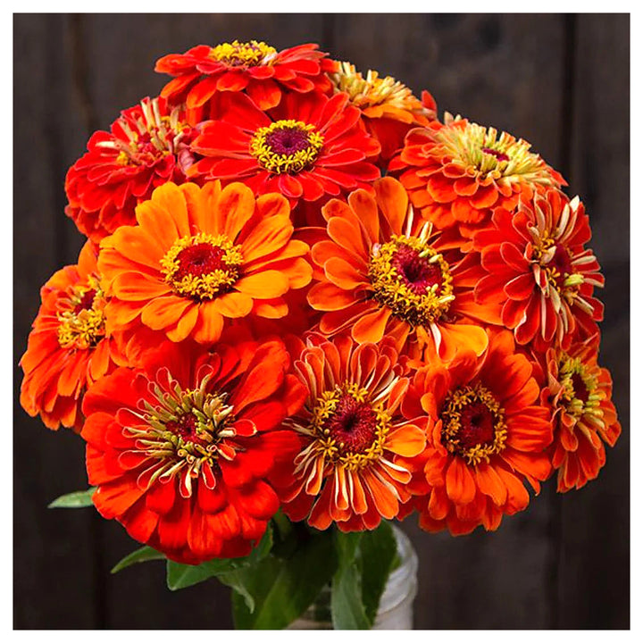 Orange Red Zinnia Flower Seeds for Planting – Vibrant Garden Blooms, Non-GMO, Heirloom Seeds | Neera Seeds product photo [neera-v4-b367a98b2a74a1ee90d7]