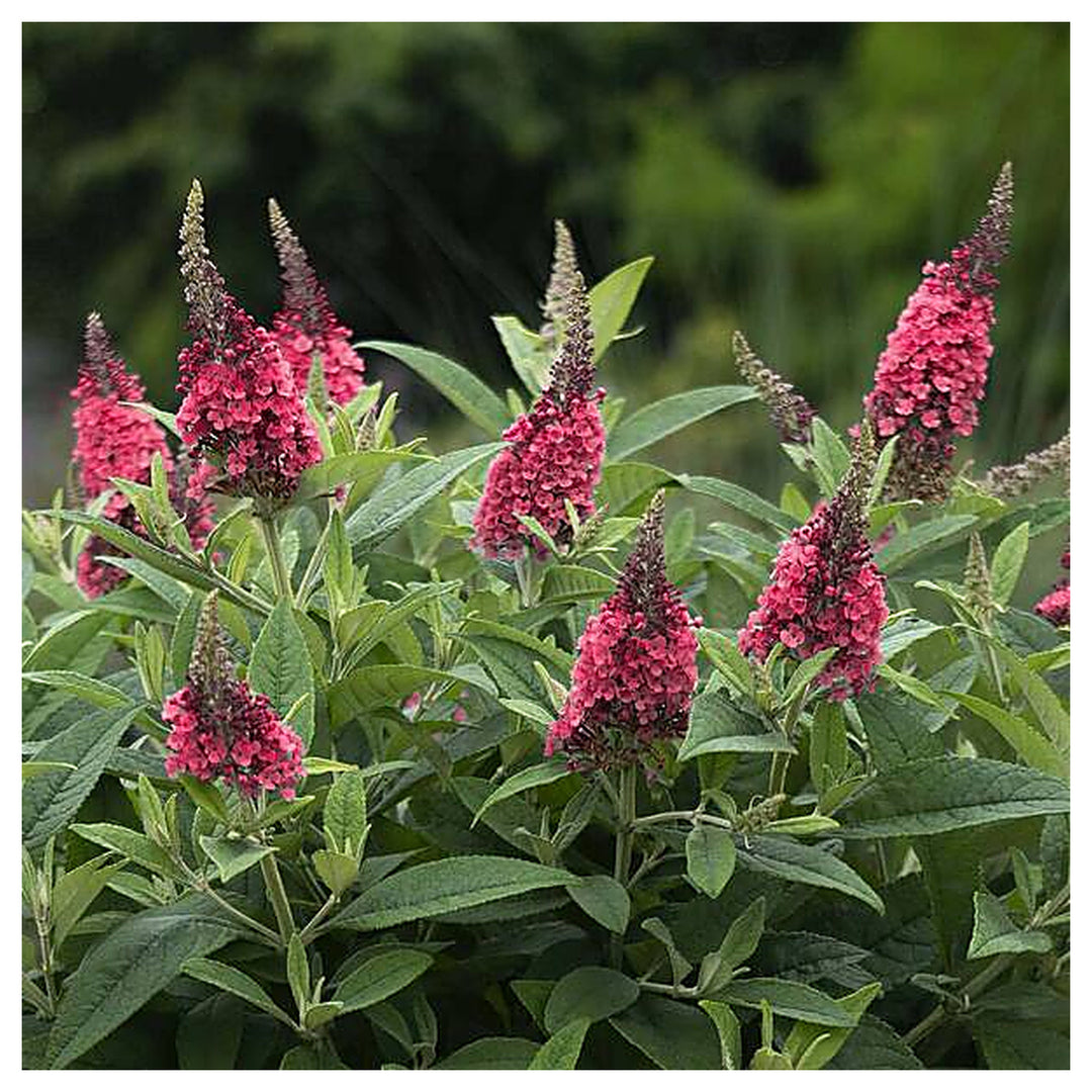 Red Buddleia Davidii Seeds for Planting – Heirloom Non-GMO High Germination Organic Garden Seeds | Neera Seeds product photo [neera-v4-b372688b5aa8a9391583]
