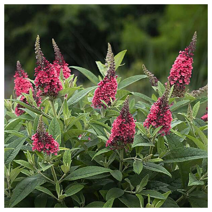 Red Buddleia Davidii Seeds for Planting – Heirloom Non-GMO High Germination Organic Garden Seeds | Neera Seeds product photo [neera-v4-b372688b5aa8a9391583]