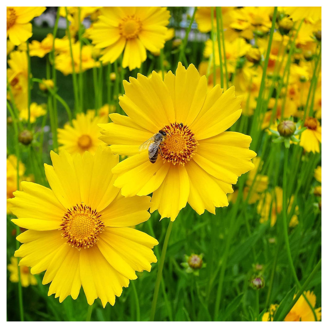 Lanceleaf Coreopsis Coreopsis Lanceolata Flower For Planting In Flower Bed Flower Seeds for Home | Neera Seeds product photo [neera-v4-b375759abe1bf3812cad]