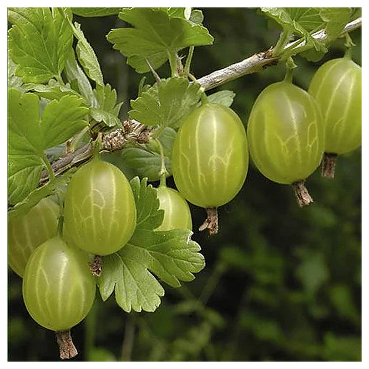 European Gooseberry Seeds (Ribes uva-crispa) for Planting – Heirloom, Non-GMO, High Germination Organic Garden Seed | Neera Seeds product photo [neera-v4-b37f57d0ee5b3ec3c0f7]